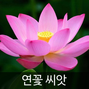 연꽃 씨앗 연자육 홍련 백련 종자 꽃 수련 꽃씨 10알