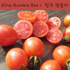 핑크 범블비 Pink Bumblebee 달콤한 희귀토마토 교육용 체험용 세트