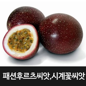 패션 후르츠 씨앗 시계꽃 종자 패션플루트 씨 10알, 1개