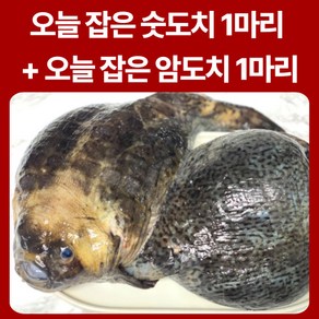 오늘 새벽에 잡은 생물 도치 심퉁이 알도치 숫도치 뚝지 (알도치1미+숫도치1미) 속초 산지 직송, 1개