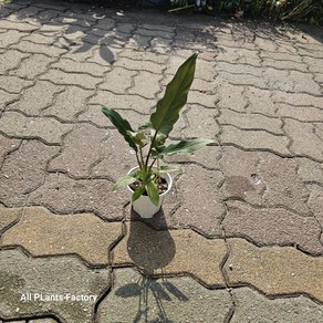 산토소마 알로카시아 무늬알로카시아 반려식물 식물학박사, 1개