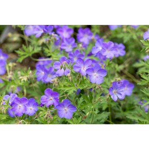 피어나라야생화 유럽쥐손이 (존슨즈블루), 1개
