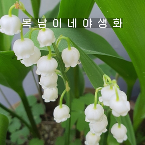 토종 은방울꽃 [4포트 복남이네야생화 모종 뮤게 콘발라리아 convallaria]