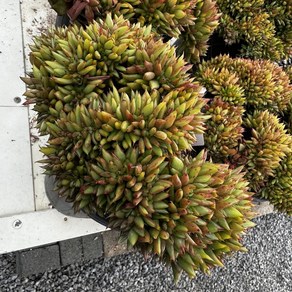 [올식스] 곰마리아철화 금종자 다육식물 플랜테리어 홈가드닝 공기정화식물 개업화분, 1개