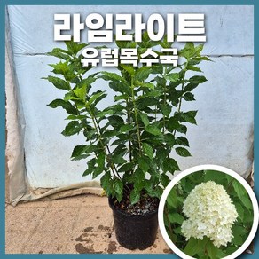 유럽목수국 라임라이트 9치 포트묘 개화주 인기품종, 라임라이트(9치포트묘), 1개