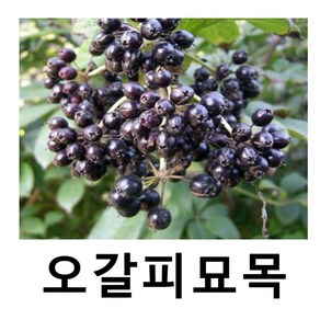 오갈피나무 묘목 실생2년 특묘 1-1 8주묶음, 1개