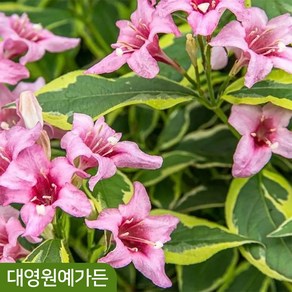 병꽃나무 무늬 삼색 10cm포트 봄꽃, 1개, 01. 무늬병꽃 10cm포트