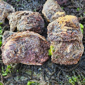 [춘백이네어부장터] 해녀가 직접 채취한 자연산 바위굴 10kg, 1개