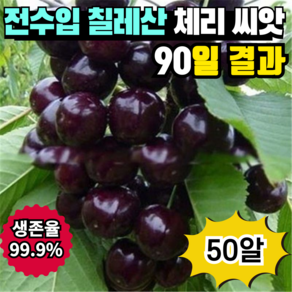 [생존율99.9%] 전수입 칠레산 체리 씨앗 한국 재배 적합 달콤한 체리, A급 50알