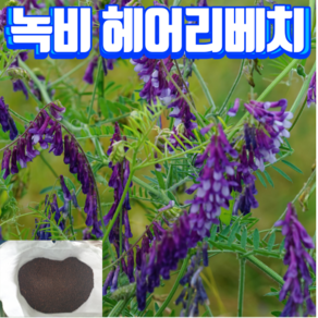 헤어리베치 씨앗 1kg, 1개