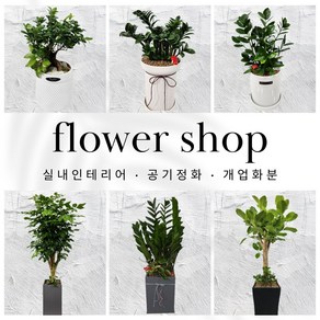 [전국배달+당일배송] 2. 금전수 대형화분 실내인테리어 식물테라피 공기정화식물 개업화분, 1개, 2. 금전수-바퀴형