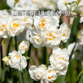 구근 수선화 브리달크라운 [5구 복남이네야생화 구근식물 narcissus]