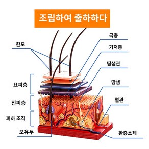 진피층 조직 모발 모낭 해부학 피부 모형 인체 표피층, 순풍-조립해서 보내줘