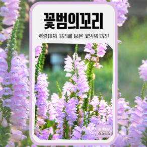 꽃범의꼬리 씨앗 100립 세계종묘 화훼 씨 종자 모종 꽃씨 일반종 일년생 관상용 꽃씨, 1개