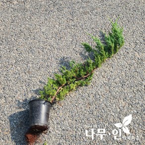 [나무인] 눈향나무 누운향나무 키60cm, 1개