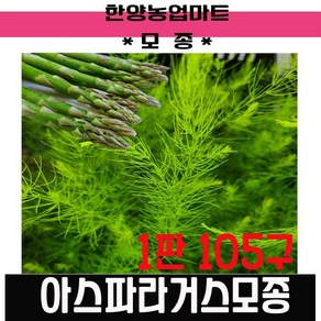 모종-아스파라거스모종 아스파라긴산, 100개