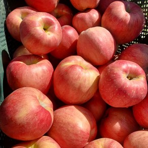 산지 직송 문경 안동 부사 사과 가정용 A급 경북사과, 1박스, 가정용부사(a급) 대과4.5kg 10~14과