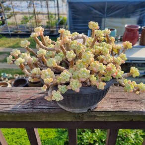[수암다육] 라울 단품 Sedum 'Clavatum' 다육 다육이 다육식물 국민다육 086
