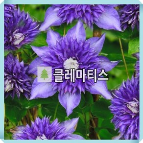 클레마티스 큰꽃으아리 멀티블루 포트묘, 1개