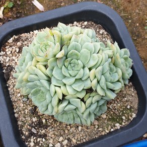 [수암다육] 휴밀리스 랜덤발송 Echeveria 'Humilis' 랜덤발송 다육 다육이 다육식물 356