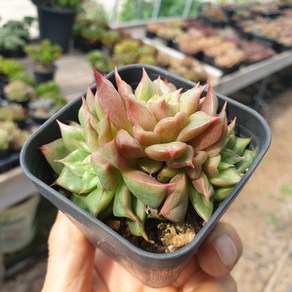 [수암다육] 테슬라 랜덤발송 Echeveria 'Tesla' 랜덤발송 다육 다육이 다육식물 624