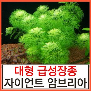 수초하우스) 자이언트암브리아(급성장종) 수초, 6개