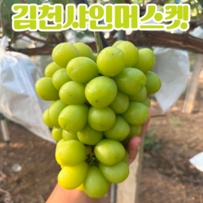 산지직송 고당도 김천 샤인머스켓, 1개, 1kg (2-3수)