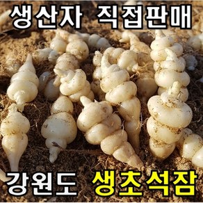 강원도 생초석잠 산지직송 골뱅이초석잠 1kg, 생초석잠 꼬마(소) 1kg, 1개