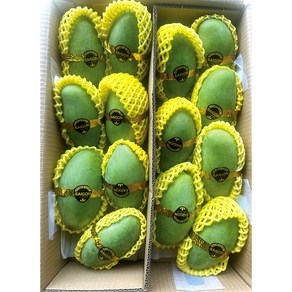 [아이브릭스] 베트남 그린망고 께오망고 새콤달콤 아삭이 망고(Vietnam mango), 1박스, 2.5kg 내외