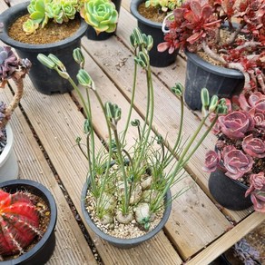 [수암다육] 알부카 폴리필라 랜덤발송 Albuca polyphylla 다육 다육이 다육식물 633, 1개