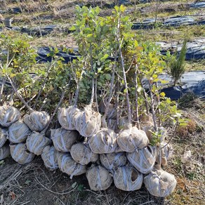 충주원예조경 / 기둥형사과(메이의눈동자) / 결실주, 1개, 메이의눈동자