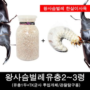 왕사슴벌레 유충(2~3령 TK균사 개체), 81mm*48mm, 1개