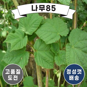 (나무85) 벌나무 포트, 2. 벌나무 실생2년 포트(2주묶음), 1개