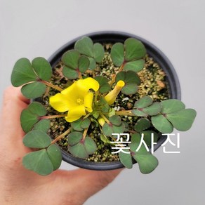 루테울라만자노 사랑초, 1개, 노랑