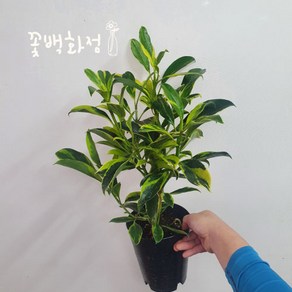 40~70cm 파고라골드 워터자스민 중품 149, 1개