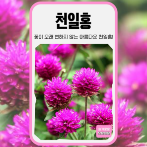 천일홍 씨앗 100립 세계종묘 일반종 씨 종자 모종 꽃씨 천일초 일년생 커몬 야생화, 1개