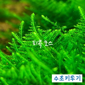 피콕 모스 5x5 활착 음성수초