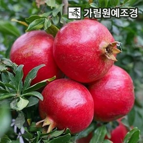 석류나무 묘목 슈퍼왕석류 R3cm/R4cm/R5cm 분묘 묘목 유실수 가림원예조경, 슈퍼왕석류 R3cm 분묘, 1개