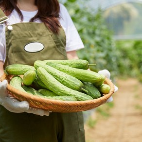 싱싱한 국내산 아삭아삭 백오이, 1박스, 1kg