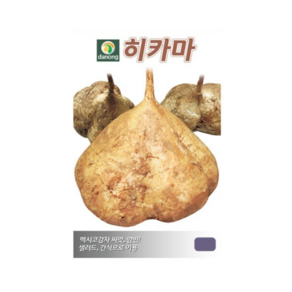 히카마 멕시코 감자 얌빈