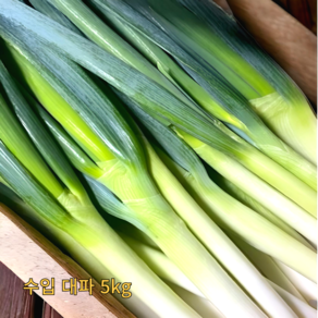 중국산 수입 대파, 1개, 5kg