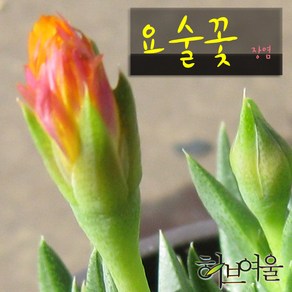 [허브여울다육] 요술꽃 지름 9cm 소품화분, 3개