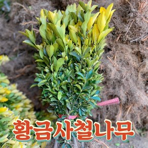 황금사철나무 10그루 생울타리, 10개