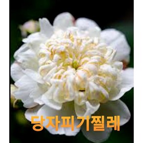 식물공장 당자피기찔레 소품 흰색꽃 노지월동 야생화 15-25cm 45, 1개