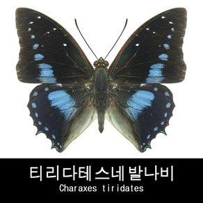 나비표본 티리다테스네발나비 Charaxes tiridates