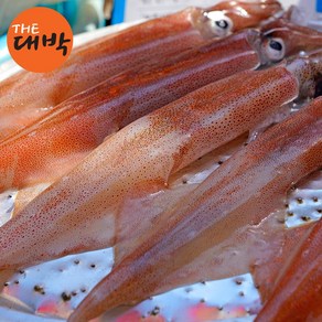 제주 한치 500g 자연산 한치 물회 숙회, 1개, 활급냉 한치 500g