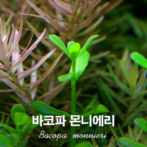 바코파몬니에리(3촉), 3개