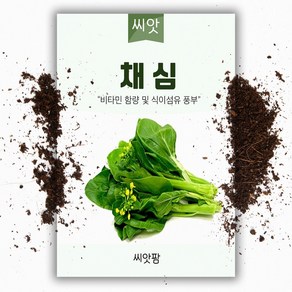 채심 씨앗(5g) 초이삼, 1개