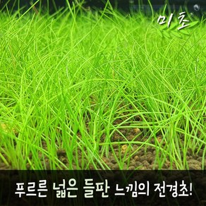 [미초] 미니 헤어 재팬 (약 25 & 50뿌리) / 전경수초 / 초보자 수초 / 어항 수초, 25개