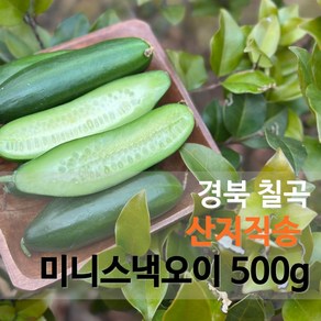 [싱그런날] 경북칠곡 달콤아삭 수분가득 국내산 미니오이, 1박스, 500g